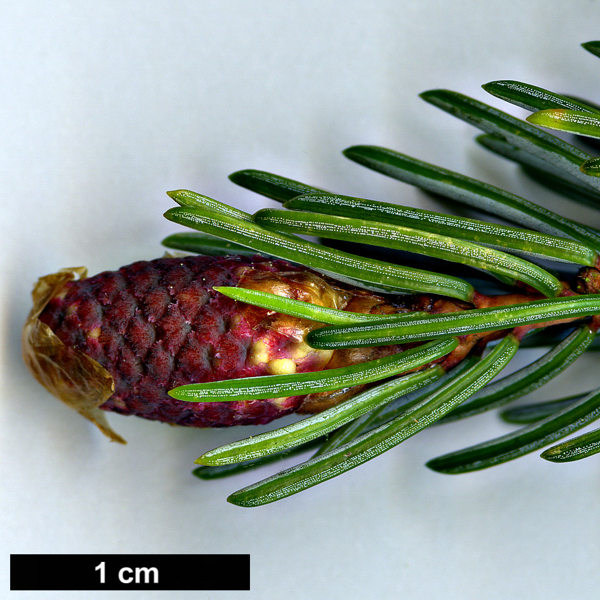 High resolution image: Family: Pinaceae - Genus: Picea - Taxon: alcoquiana - SpeciesSub: var. reflexa